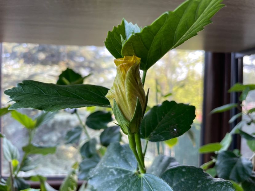  - Chi s garden Forest Rhapsody