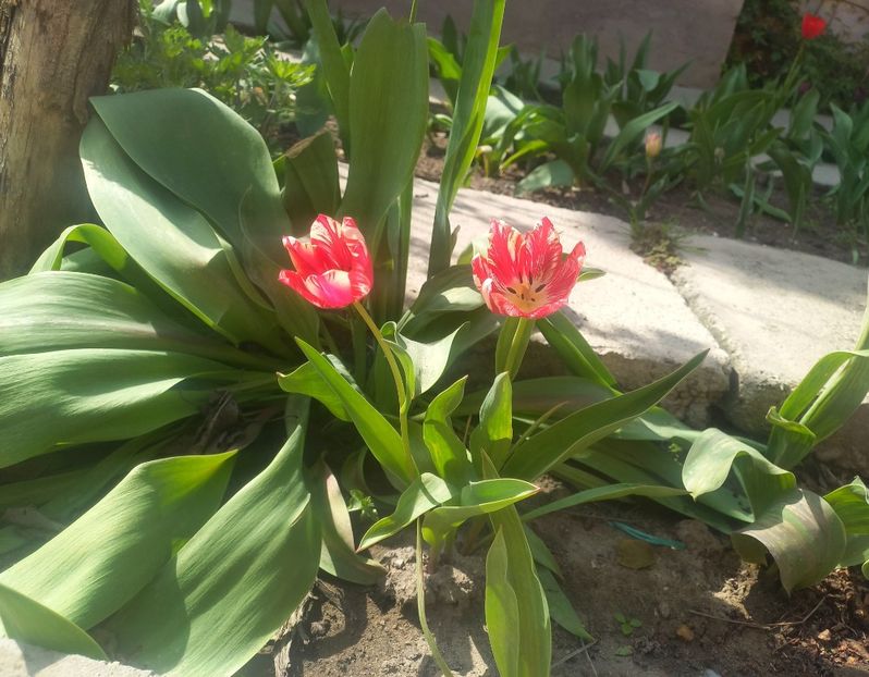  - Florile mele