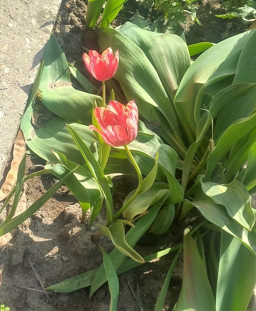  - Florile mele