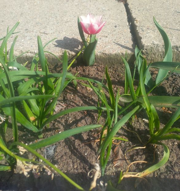  - Florile mele