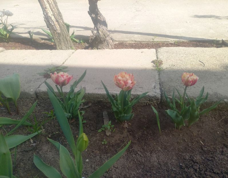  - Florile mele