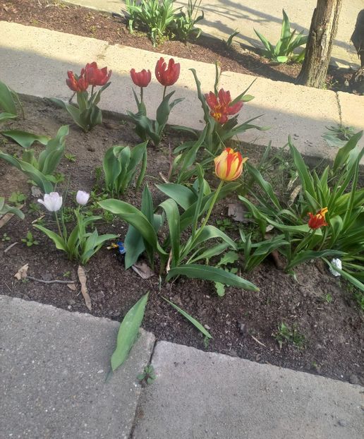  - Florile mele
