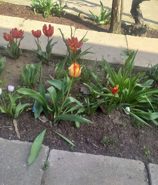  - Florile mele