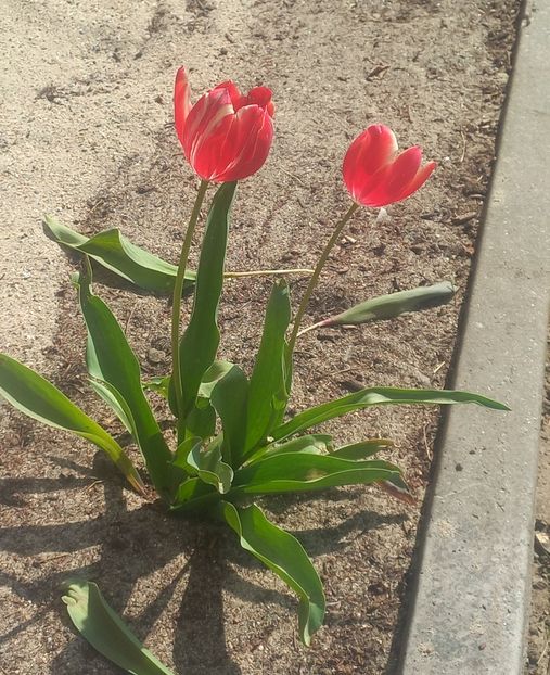  - Florile mele