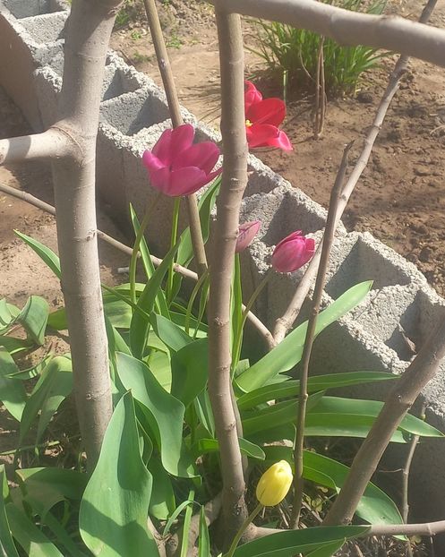  - Florile mele