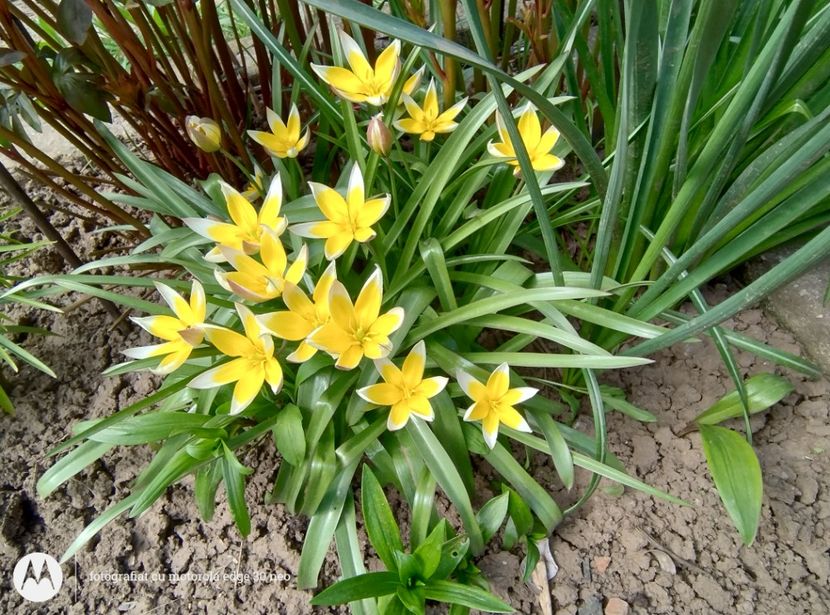  - Flori de gradină-2025