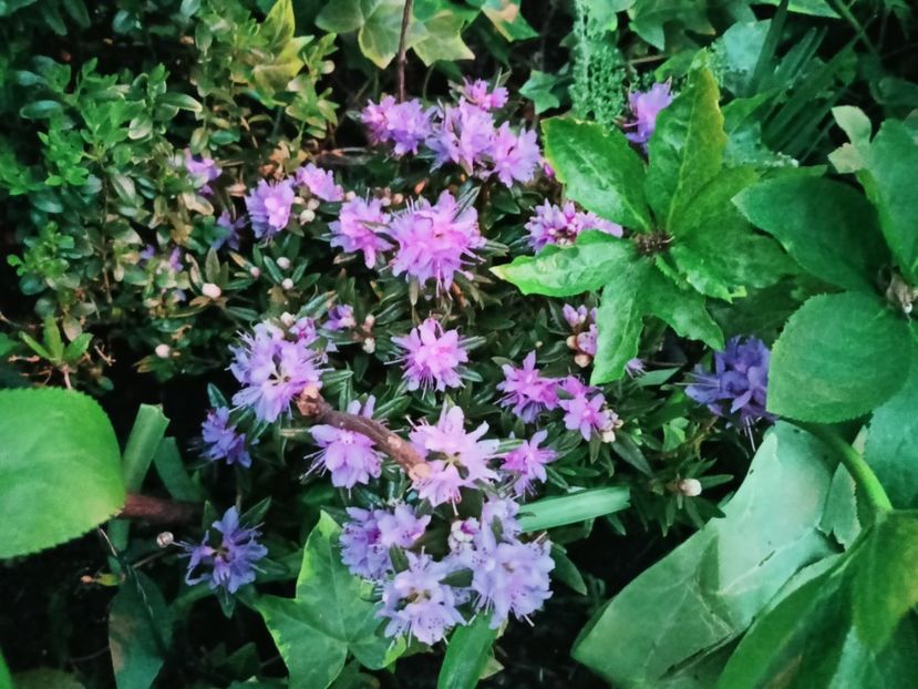  - Grădina 2025 continuare 1