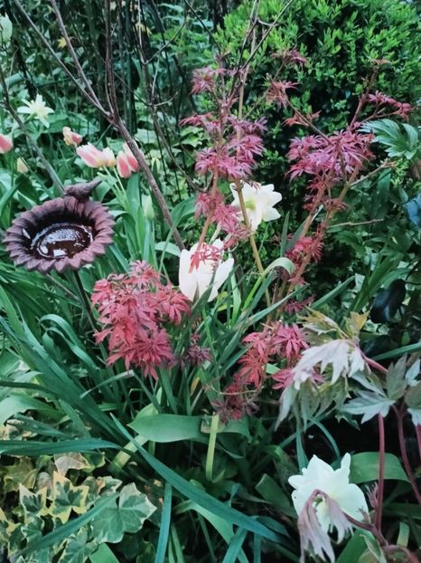 Jerre Schwartz - Grădina 2025 continuare 1