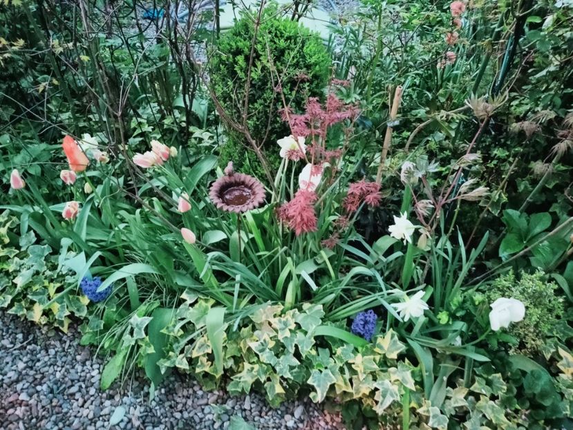  - Grădina 2025 continuare 1