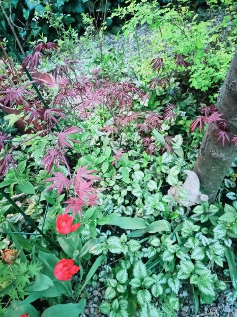 Trompenburg - Grădina 2025 continuare 1