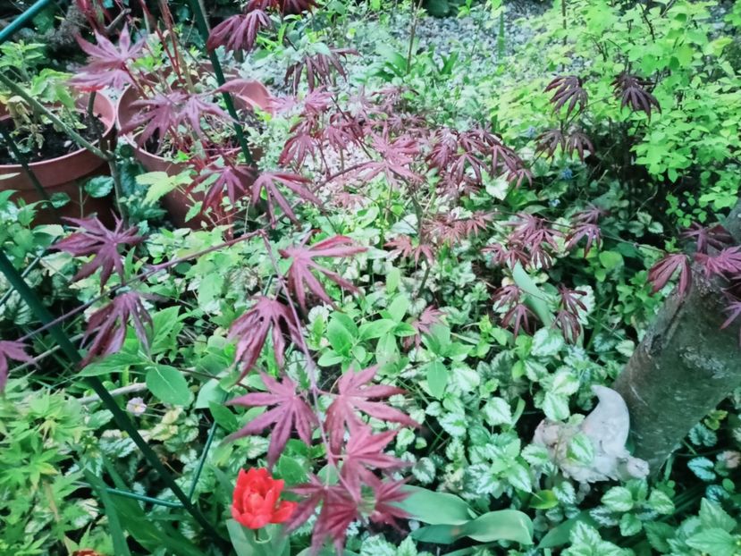  - Grădina 2025 continuare 1