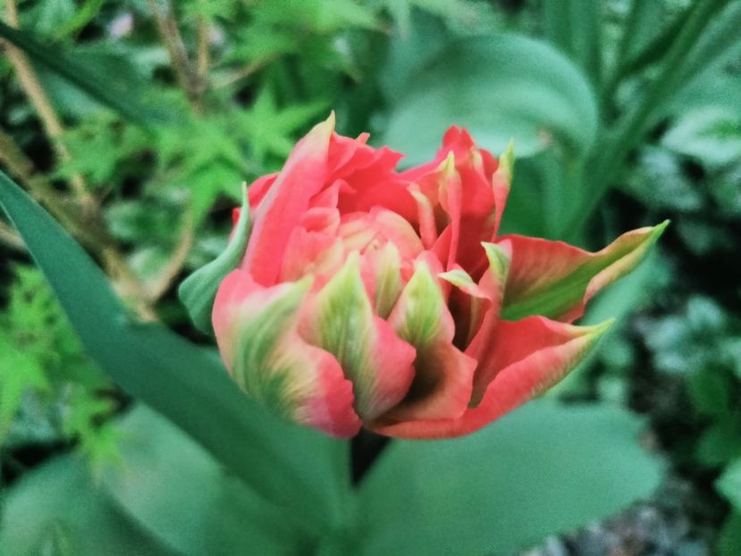  - Grădina 2025 continuare 1