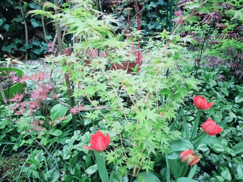  - Grădina 2025 continuare 1