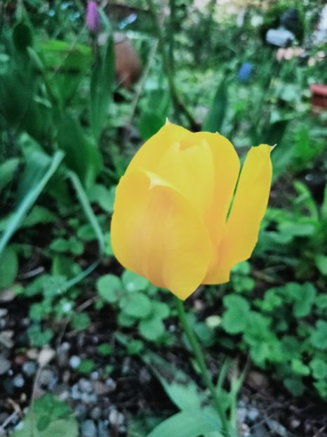  - Grădina 2025 continuare 1