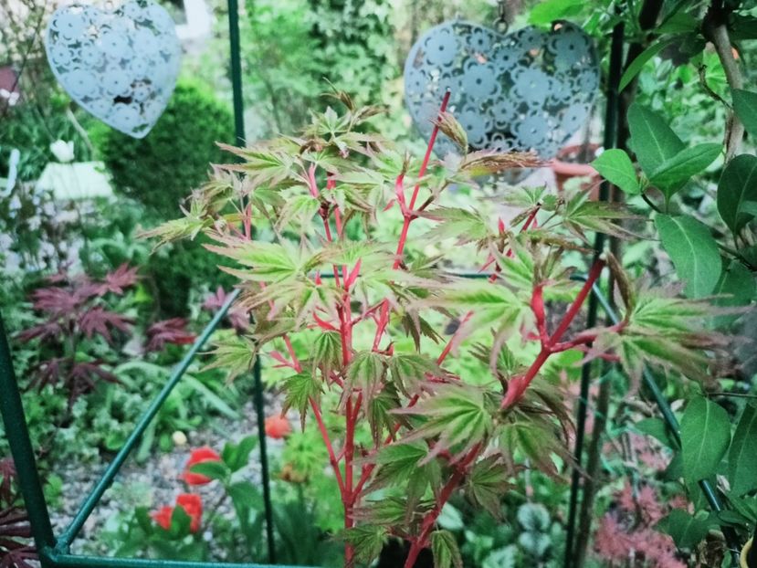 Peve Chameleon - Grădina 2025 continuare 1