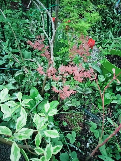  - Grădina 2025 continuare 1