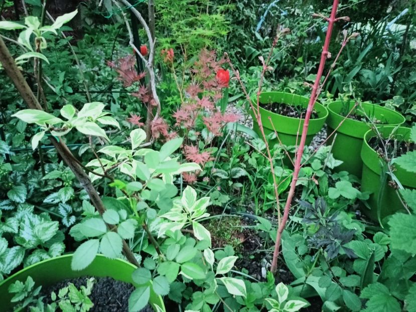  - Grădina 2025 continuare 1