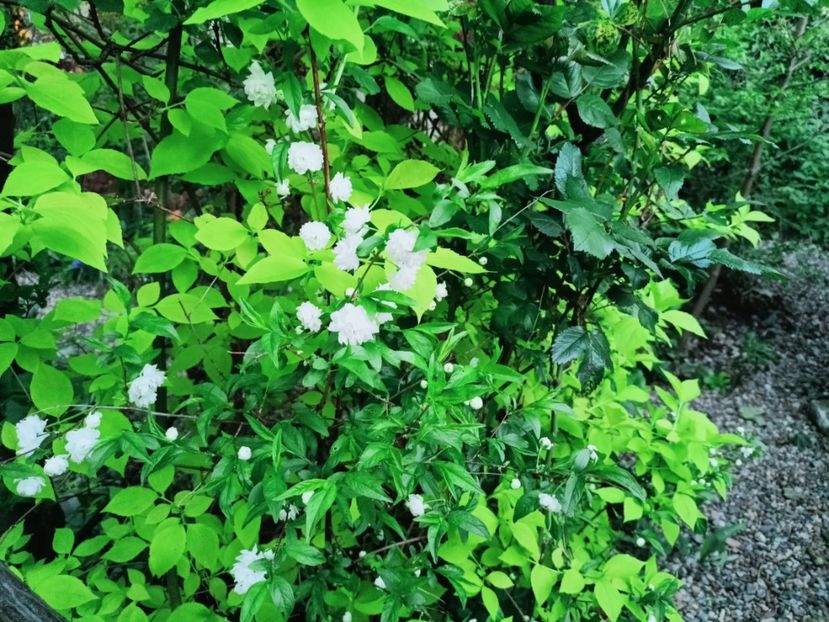  - Grădina 2025 continuare 1