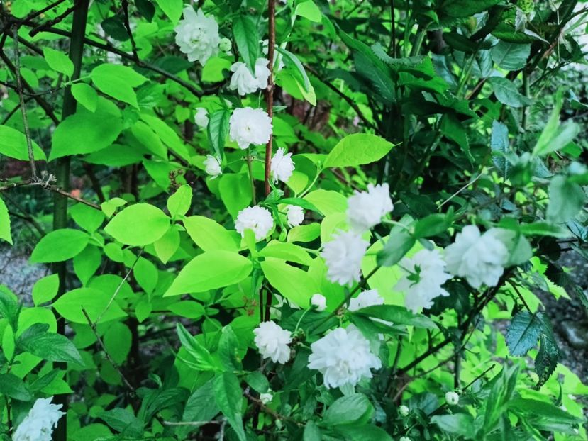  - Grădina 2025 continuare 1