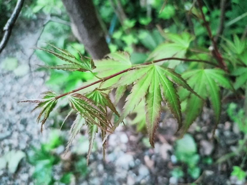  - Grădina 2025 continuare 1