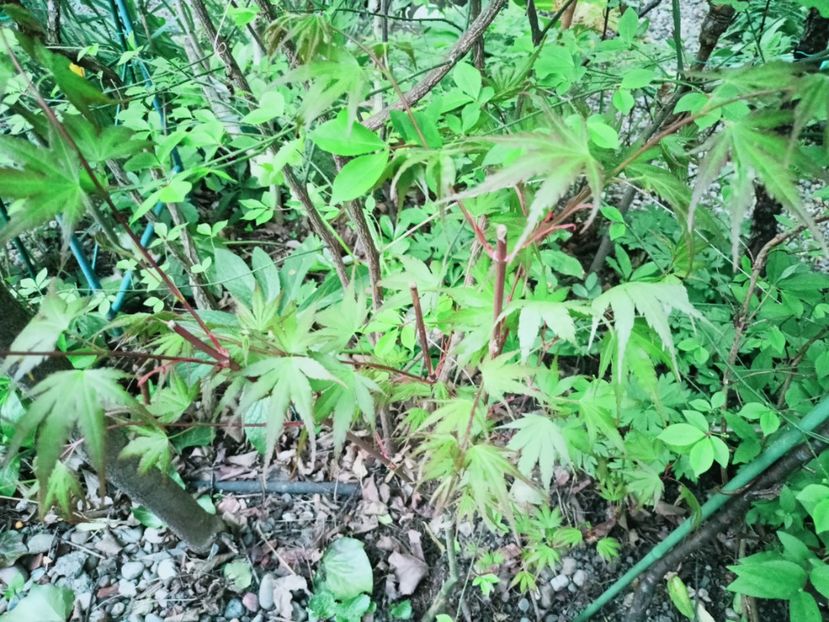  - Grădina 2025 continuare 1