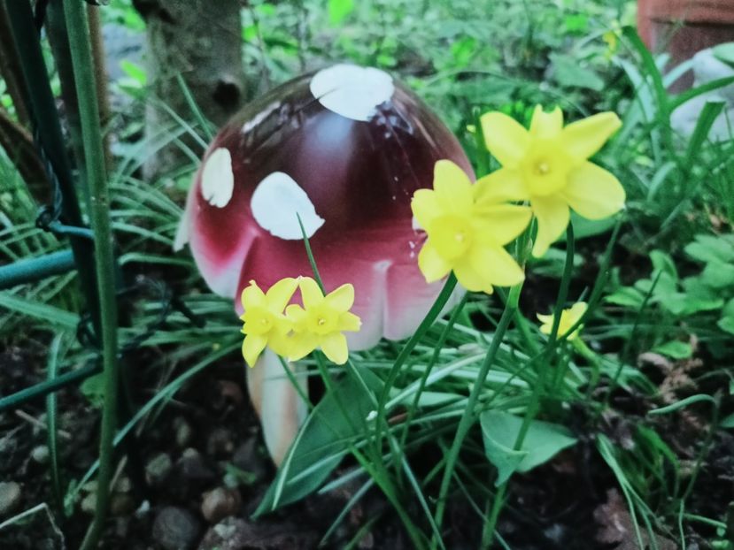  - Grădina 2025 continuare 1