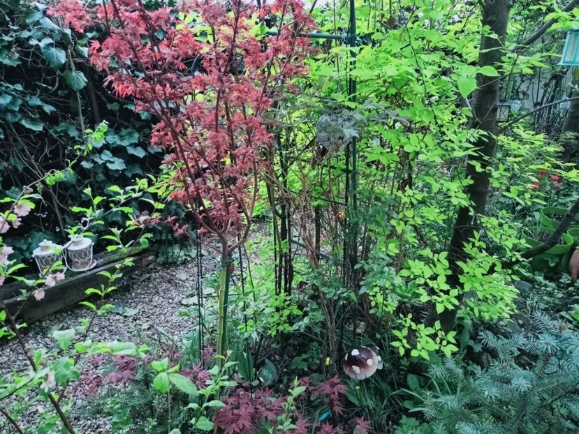  - Grădina 2025 continuare 1