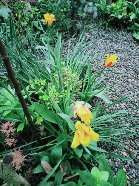  - Grădina 2025 continuare 1