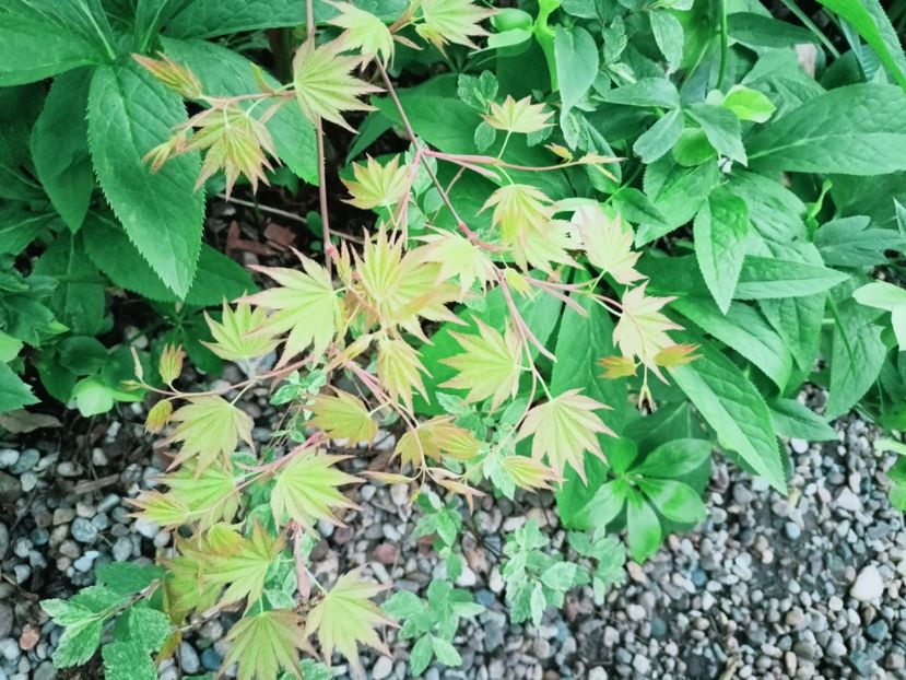 Dragon Master - Grădina 2025 continuare 1