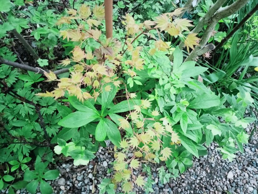  - Grădina 2025 continuare 1