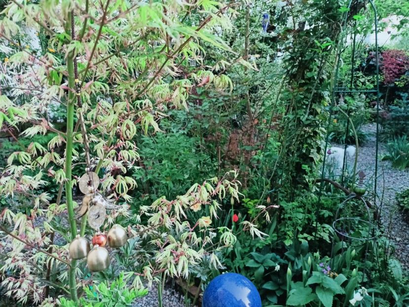 Ukigumo - Grădina 2025 continuare 1