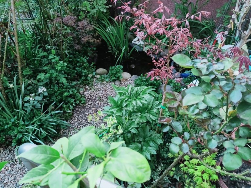 Geisha Gone Wild - Grădina 2025 continuare 1