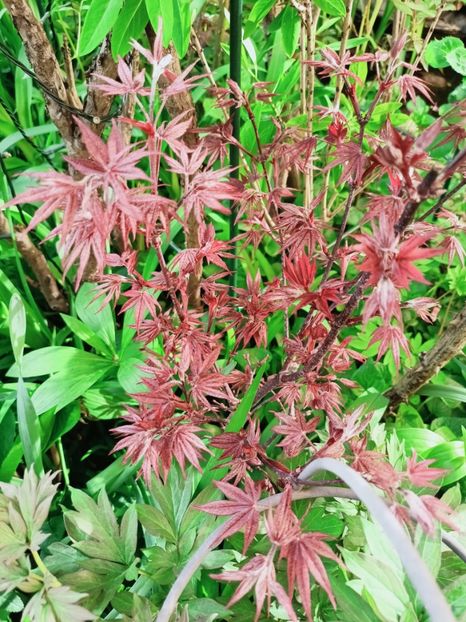 Twomblys Red Sentinel - Grădina 2025 continuare 1