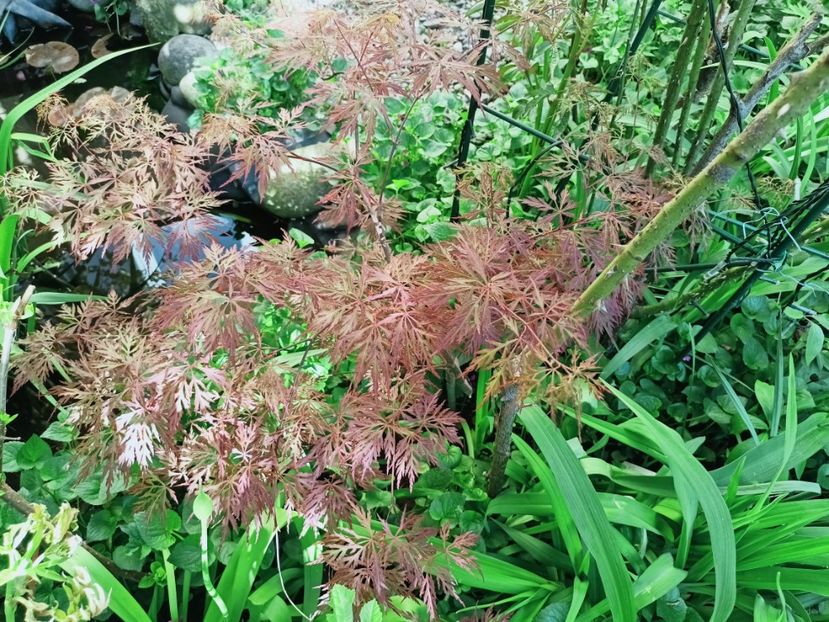 Orangeola - Grădina 2025 continuare 1