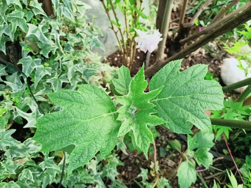  - Grădina 2025 continuare 1