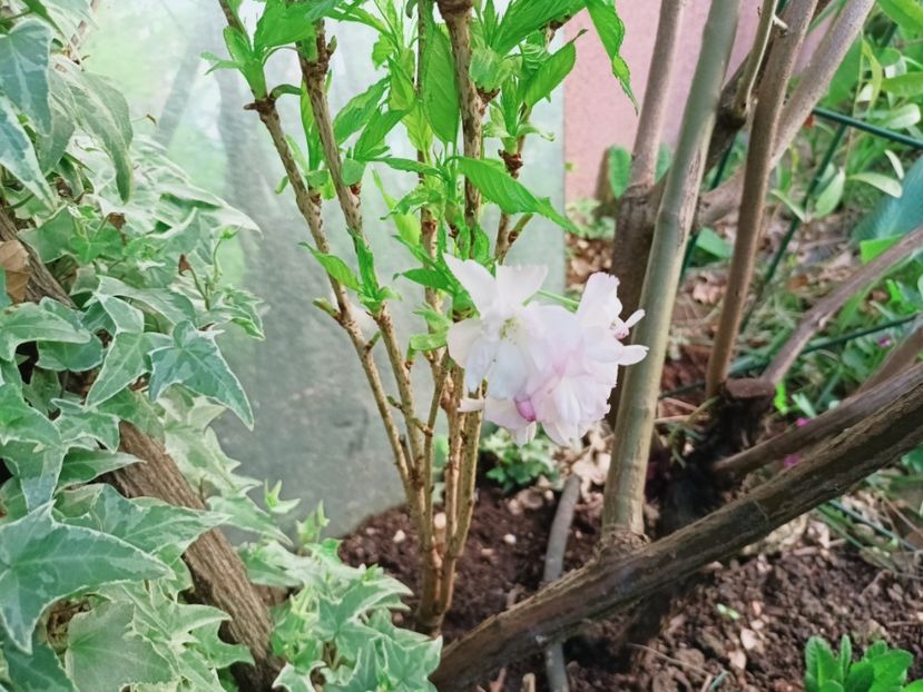 Amanogawa - Grădina 2025 continuare 1