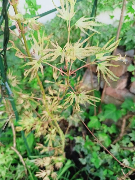 Peve Multicolor - Grădina 2025 continuare 1