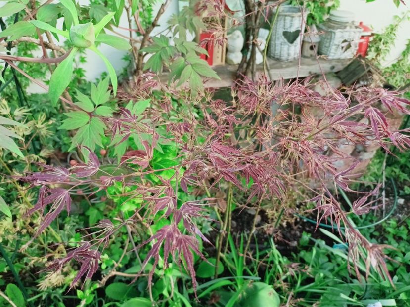 Manyo no Sato - Grădina 2025 continuare 1