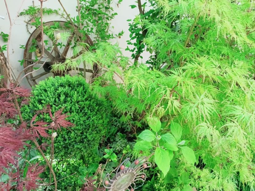  - Grădina 2025 continuare 1