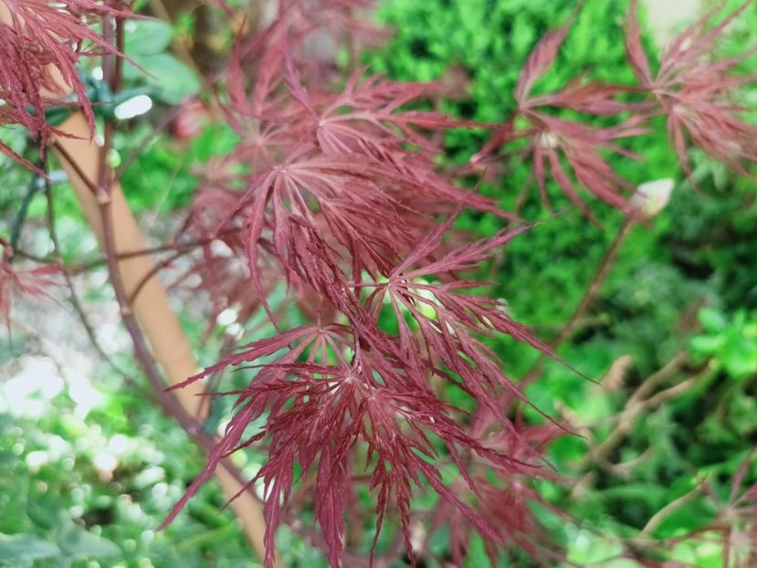  - Grădina 2025 continuare 1