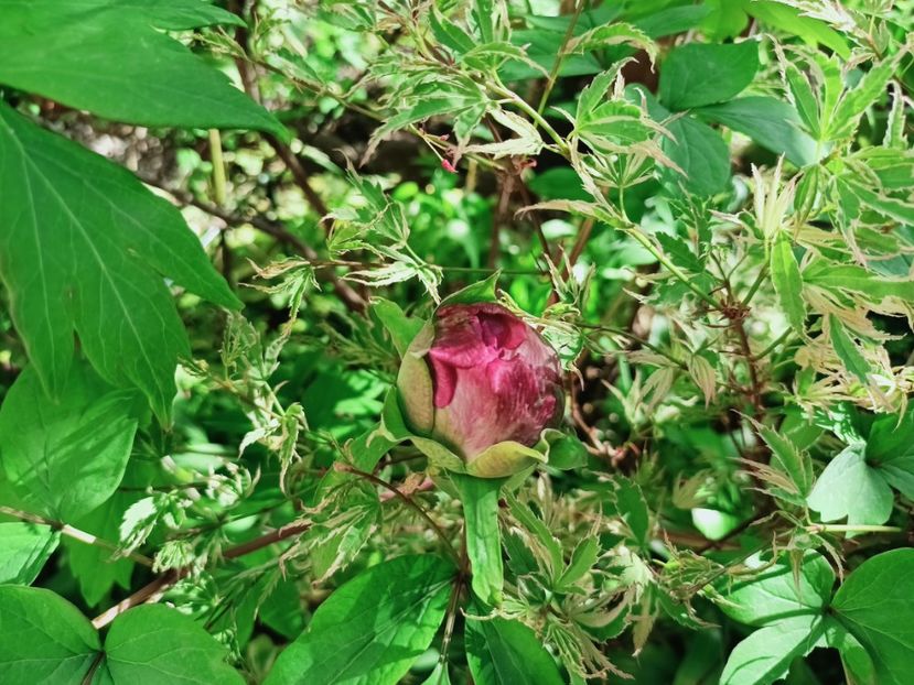  - Grădina 2025 continuare 1