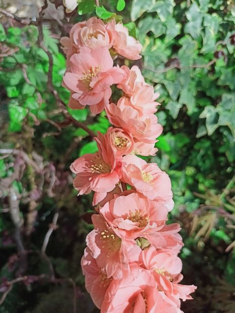 Cameo - Grădina 2025 continuare 1