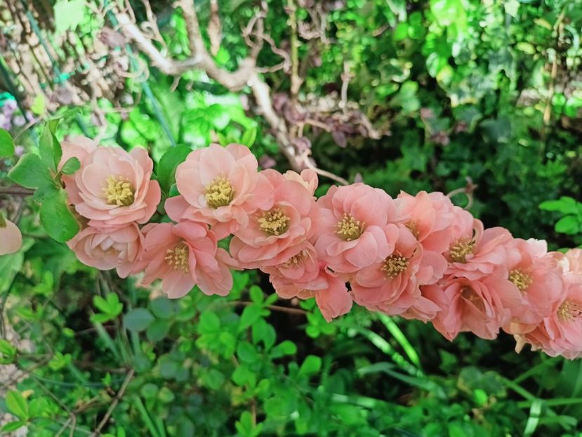  - Grădina 2025 continuare 1