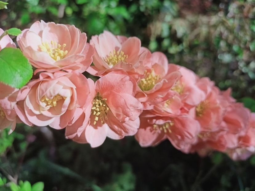  - Grădina 2025 continuare 1