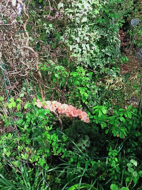  - Grădina 2025 continuare 1