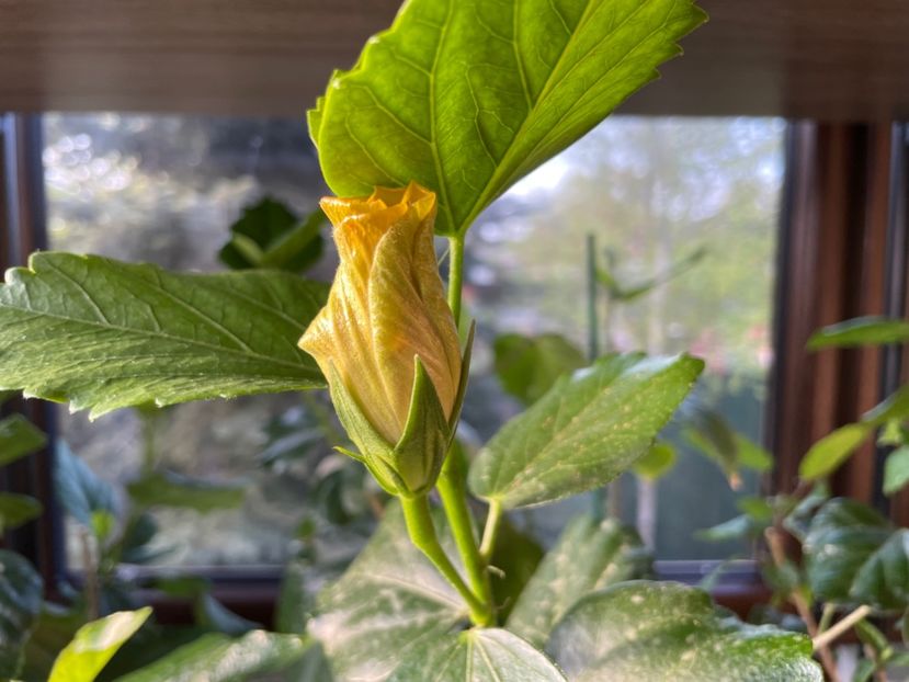  - Chi s garden Forest Rhapsody