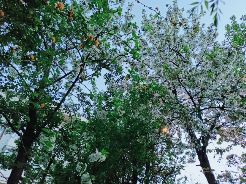  - Grădina 2025 continuare 1