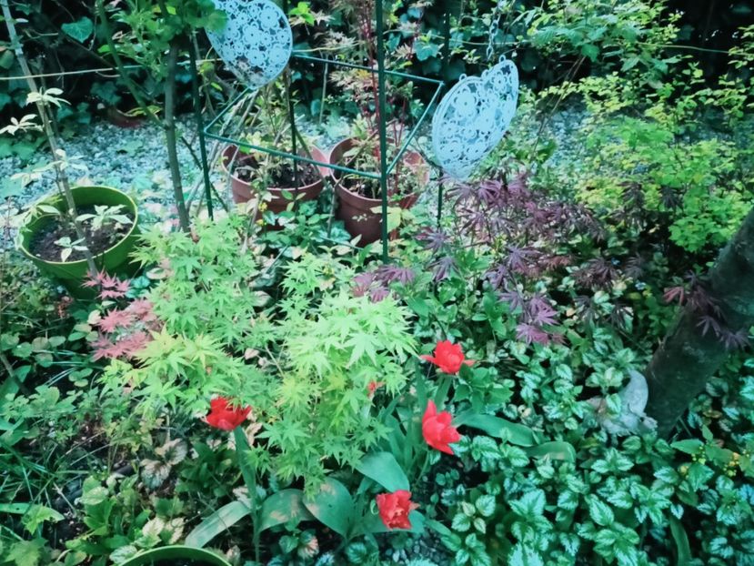  - Grădina 2025 continuare 1