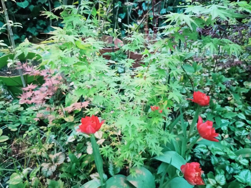  - Grădina 2025 continuare 1