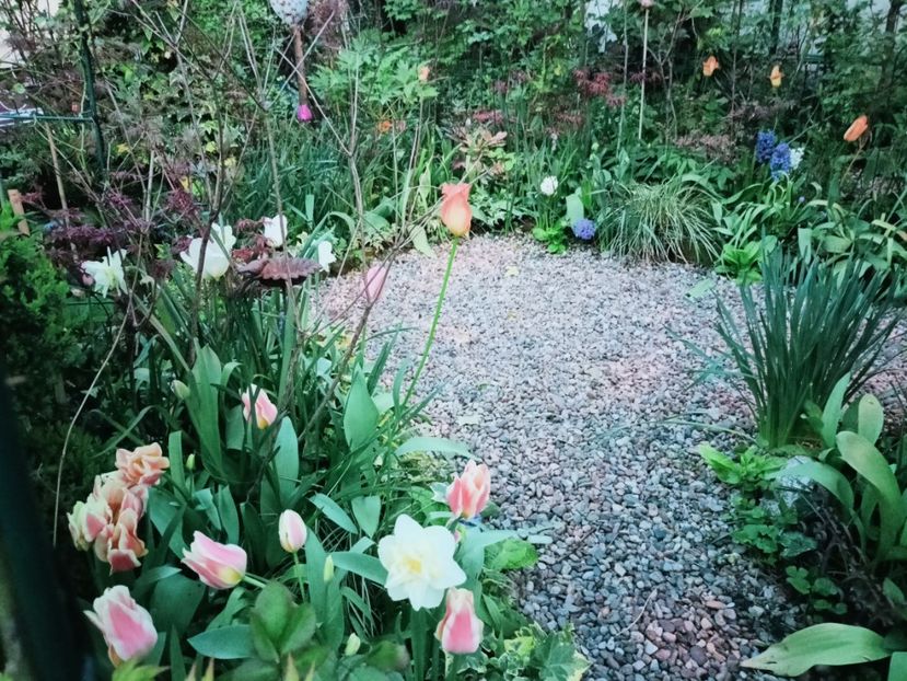  - Grădina 2025 continuare 1